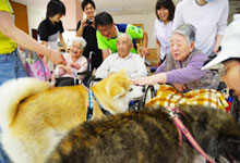 秋田犬訪問